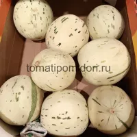Купить дыню Далматин F1