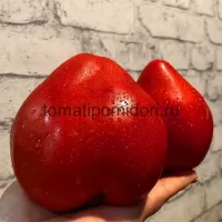 Купить семена Томат Девичьи слёзы