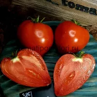 Купить семена Томат Девичья грудь