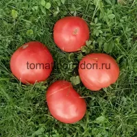 Купить семена Томат Дедушкино петушинное перышко