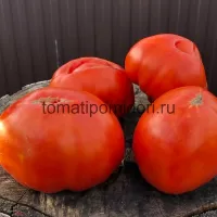 Купить семена Томат Делишес