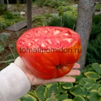 Купить семена Томат Древнее сердце Акви