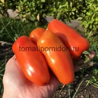Купить семена Томат Жиголо