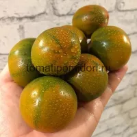 Купить семена Томат Злая Маслина