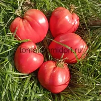 Купить семена Томат Миссис Шлаубах