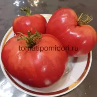 Купить семена Томат Миссис Шлаубах