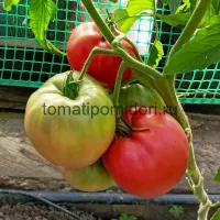 Купить семена Томат Миссис Шлаубах