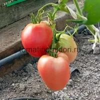 Купить семена Томат Миссис Шлаубах