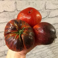 Купить семена томата Ибица Елены