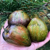 Купить семена томата Изумрудная карамель Елены