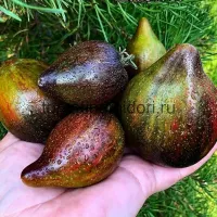 Купить семена томата Изумрудная карамель Елены