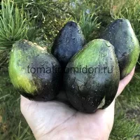 Купить семена Томата Изумрудная комета Софии