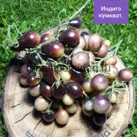 Купить семена Томат Индиго Кумкват