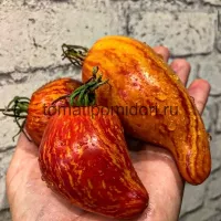 Купить семена томата Искушение