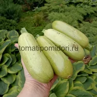Купить семена Кабачок Кавили