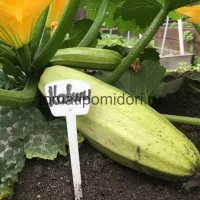 Купить семена Кабачок Кавили