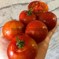 Купить семена Томат Казабалыкский суперранний