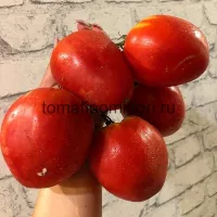 Купить семена Томат Казахстанский Домашний