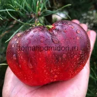 Купить семена Томат КАС 21