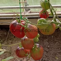 Купить семена Томат КАС 21