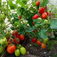 Купить семена Томат Кечкемети 549 венгерские