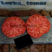 Томат Кишиневский