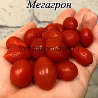 Купить семена Томат Козула 14 Мегагрон (Kozula 14, Megagron)