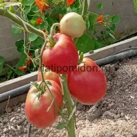 Купить семена Томат Король Кинг