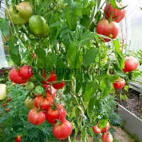 Купить семена Томат Король Кинг