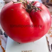 Купить семена Томат Король Кинг