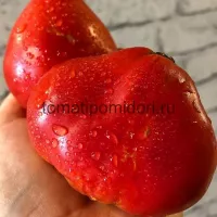 Купить семена Томат Красный Волк