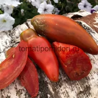 Купить семена Томат Кубинский перцевидный (Кубинский черный, Коричневый Кубинский перец)