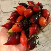 Купить семена Томат черри Кумкват Розовый опал