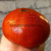 Купить семена Томат Куум