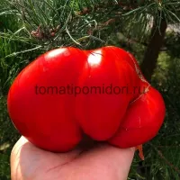 Купить семена Томат Ладошка