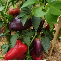Купить семена Перец Лайлак Белл