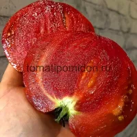 Купить семена Томат Лепешки