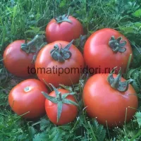 Купить семена Томат Любаша F1