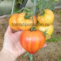 Купить семена Томат Мадрид F1