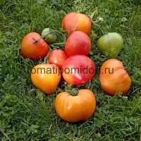 Купить семена Томат Мадрид F1