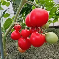 Купить семена Томат Мамако F1