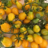 Купить семена томат Медовая капля