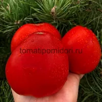 Купить семена Томат Лапоть минусинский