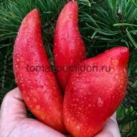 Купить семена Томат Минусинский длинный розовый