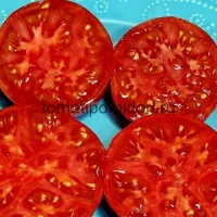 Купить семена Томат Монгольский Карлик