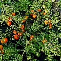 Купить семена Томат Монгольский Карлик