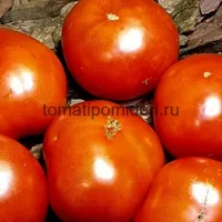 Купить семена Томат Монгольский Карлик