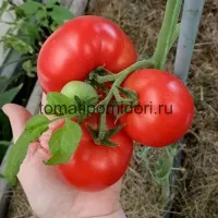 Купить семена Томат Нада