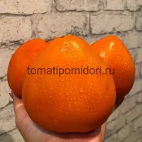 Купить семена Томат Ночная свеча