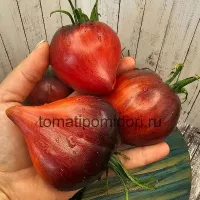 Купить семена томата Огненная комета Софии